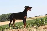 DOBERMANN 586